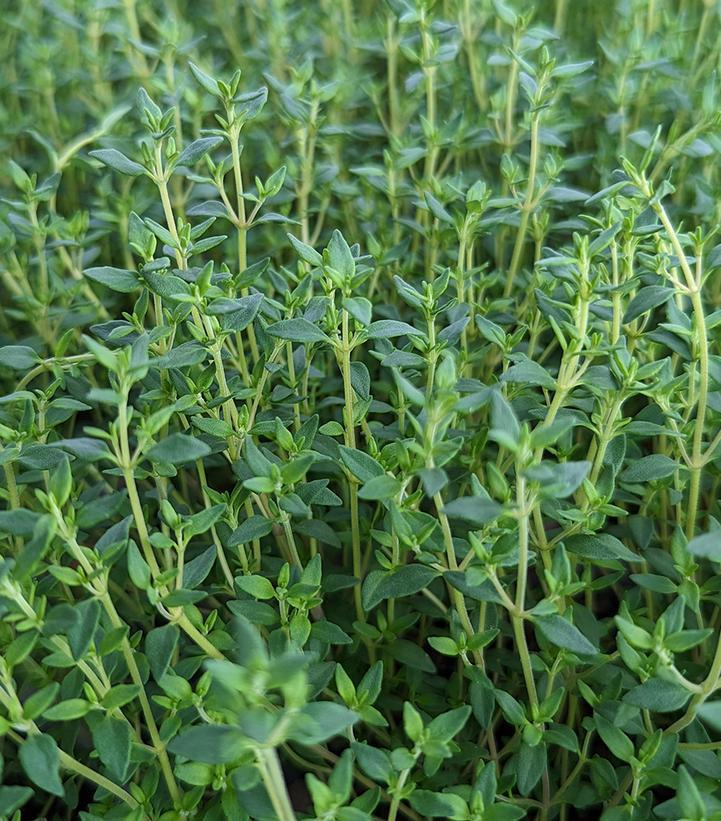 1G Thymus Vulgaris - English Thyme - 1001310