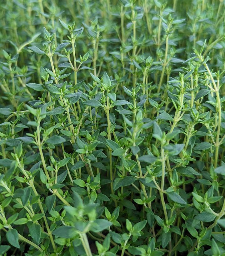 1G Thymus Vulgaris - English Thyme - 1001310