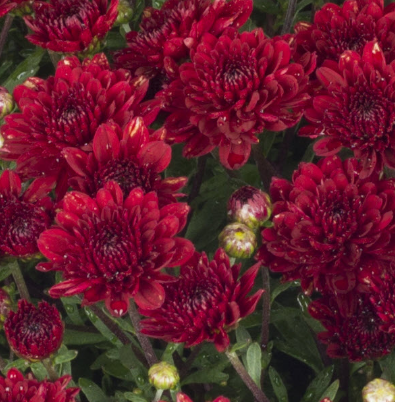 9" Mum - Mila Red