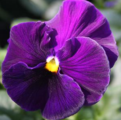 804 Pansy - Spring Matrix Purple