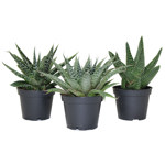 2.5" Gasteria Bambino Assorted - C5368