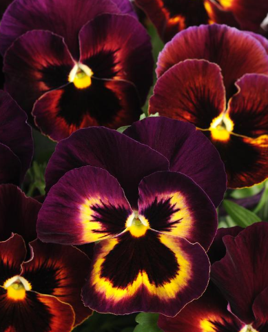 804 Pansy - Spring Matrix Sangria