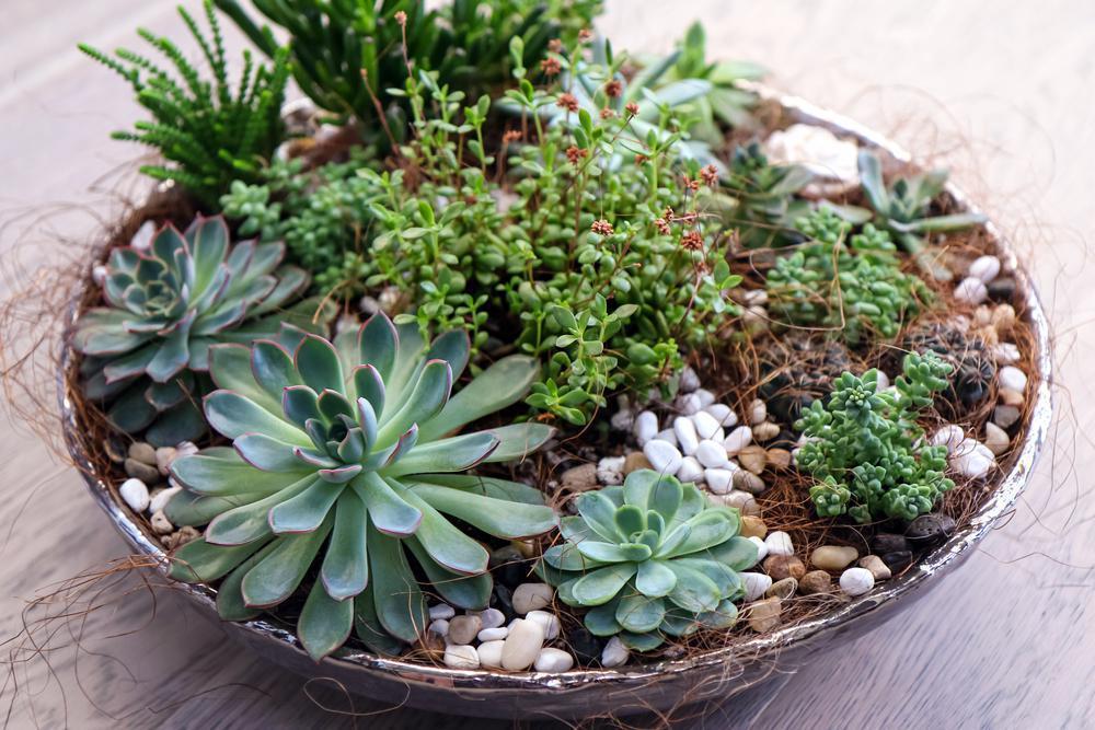 8" Succulent Garden