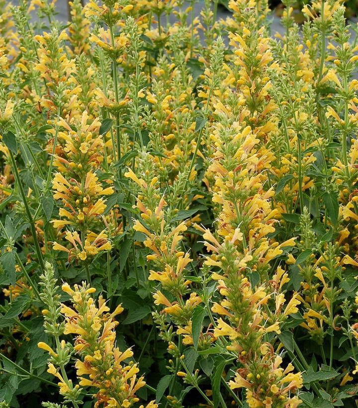 1G Agastache 'Kudos Yellow' (Hummingbird Mint, Hyssops) - 1015281