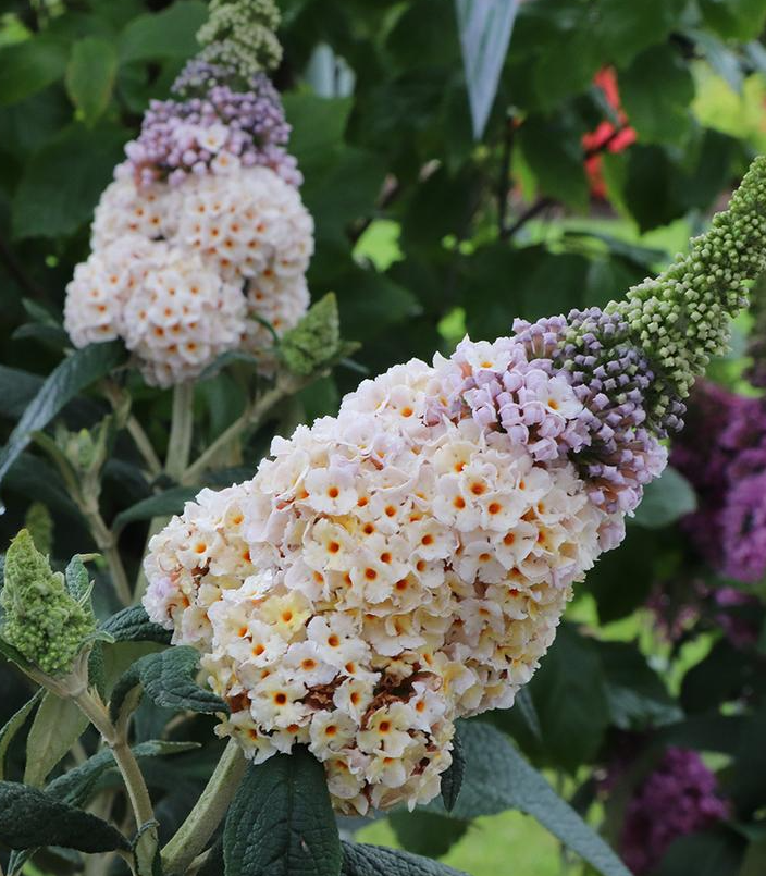 3G Buddleia Pugster 'Sorbet' - Butterfly Bush -1027421