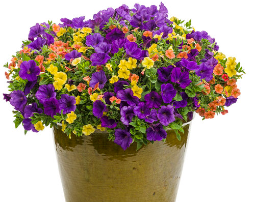 30 Second Planter PW Foolproof Autumn Breeze