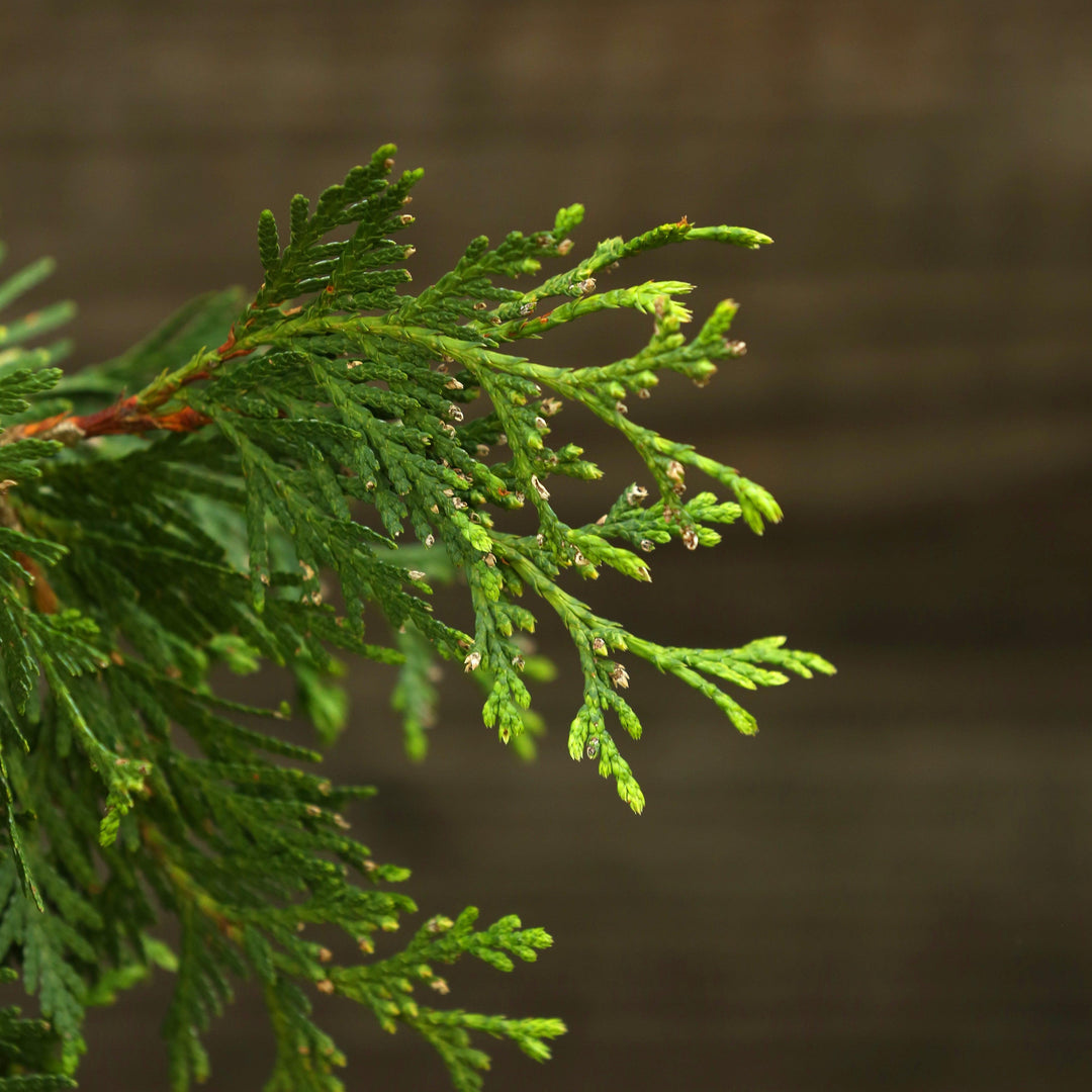 Green Giant Arborvitae