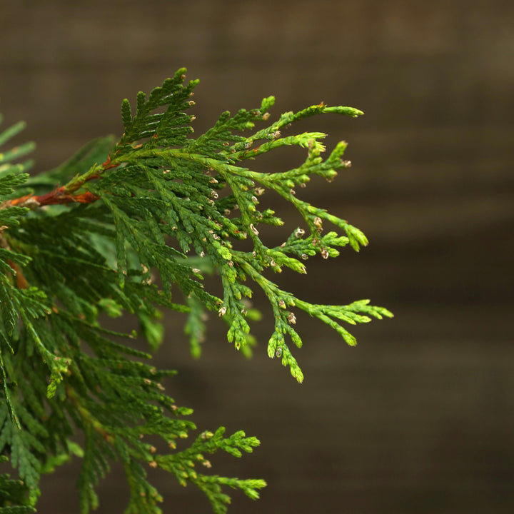Green Giant Arborvitae