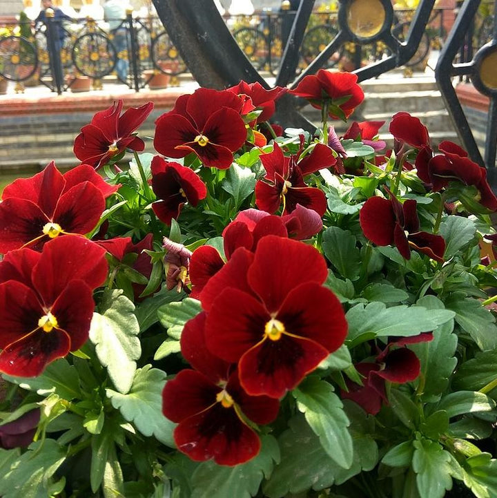 Penny™ Red Blotch Viola