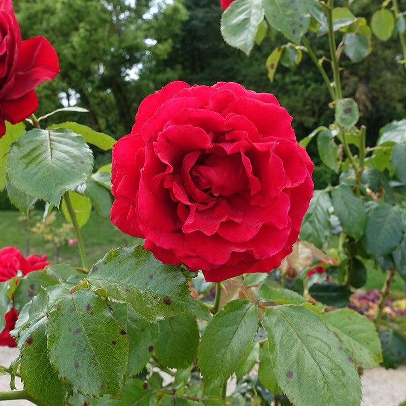 Rosa 'True Love'  - True Love™ Rose