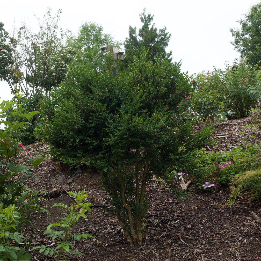 Winter Gem Boxwood