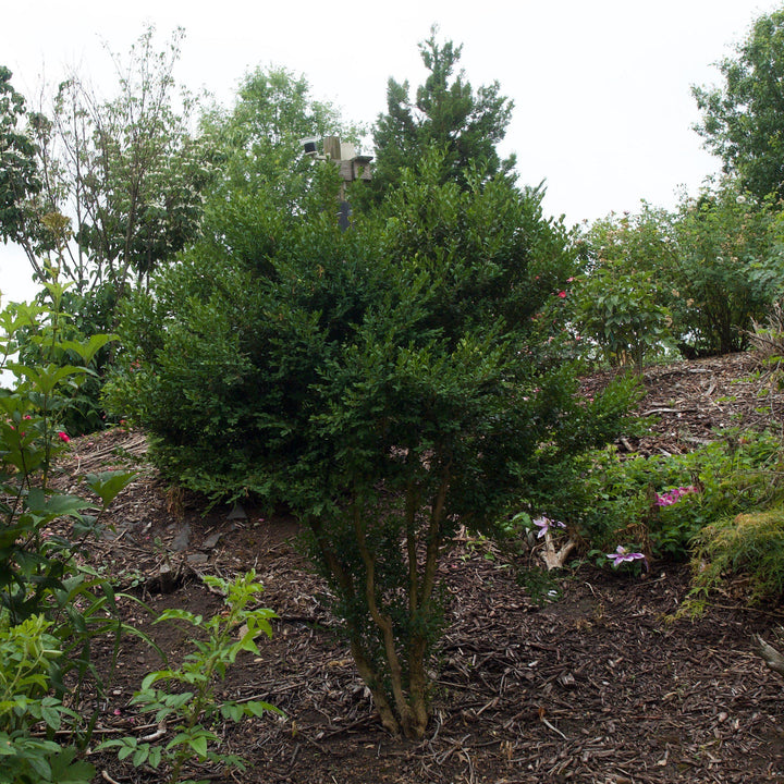 Winter Gem Boxwood