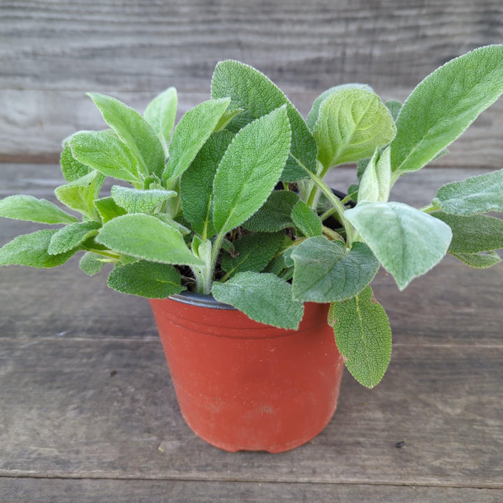 Giant Lamb's Ear