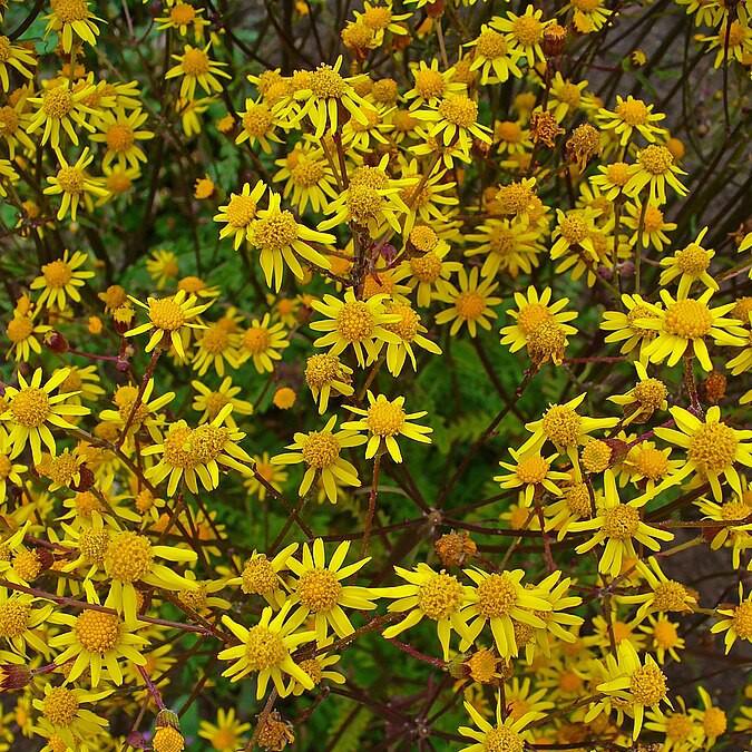 Golden Ragwort