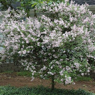 Palibin Korean Lilac