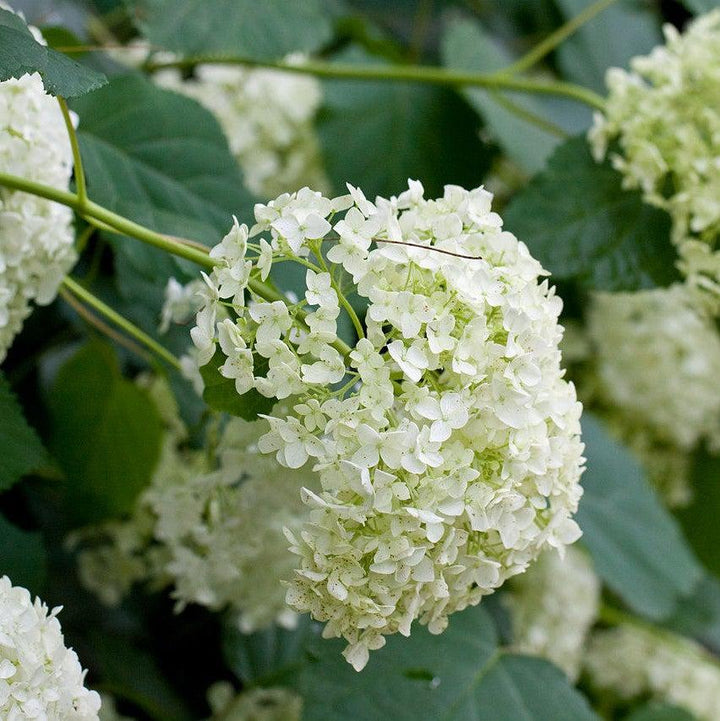 Mophead Hydrangea, Annabelle Hydrangea