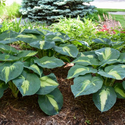 PW® Shadowland® Hudson Bay Hosta