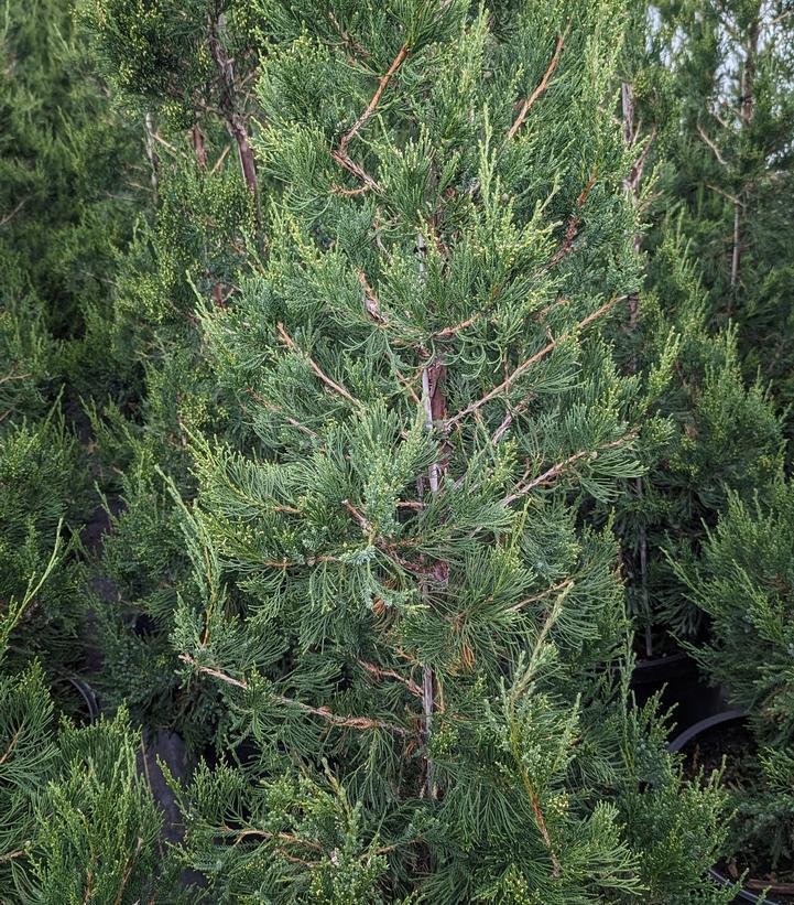 3G Juniperus Chinensis `Hetzii Columnaris' - Juniper Tree - 1001708