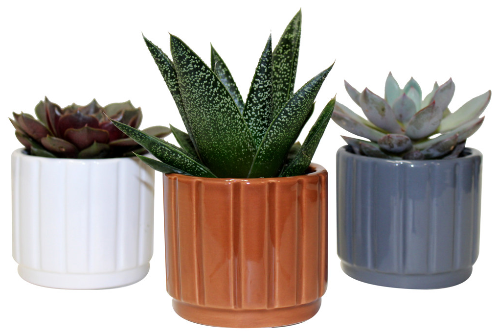 2.5" Succulent w/ Decorative Ceramic Pot - UG6540