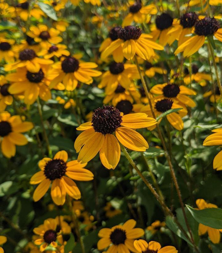 2G Rudbeckia Triloba - 1003343