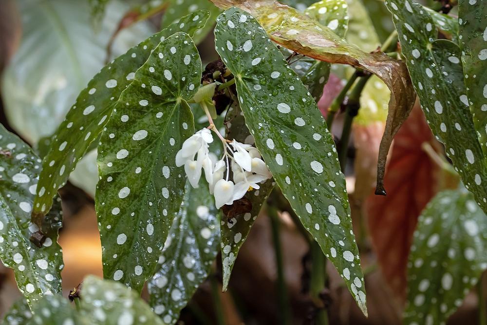 6" HB Begonia - Double Dot Hanging Basket