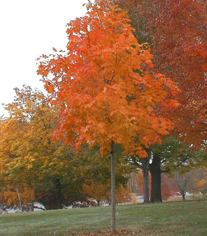 15G Acer saccharum 'Fall Fiesta' Fall Fiesta Sugar Maple 1002754