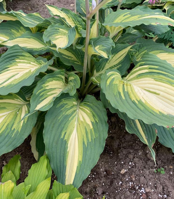 1G Hosta Shadowland 'Love Story' - 1020614