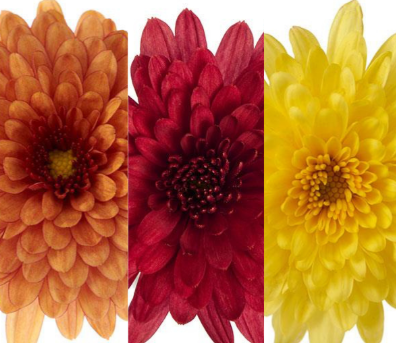 9" Combination Mum # 53 - Morgana Orange / Morgana Red / Morgana Yellow