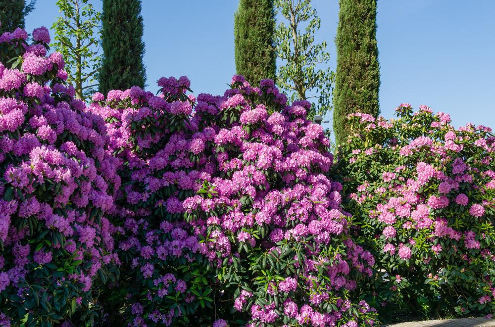 5G Rhododendron Cat. 'Roseum Elegans' - 1000104