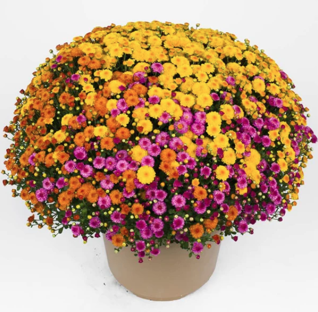 12" TP Combination Mum Patio Pot # 02 - Gigi Gold / Gigi Orange / Gigi Dark Pink