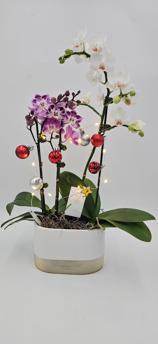 4x7" Orchid Phalaenopsis Duo - Christmas Delight w/ LED Lights - T5799