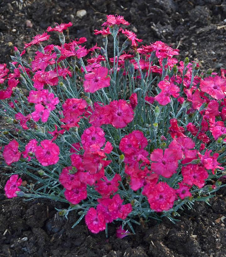 1G Dianthus Hybrid 'Paint the Town Magenta' - 1008833