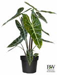 17 CM PW Alocasia Longiloba - G0650