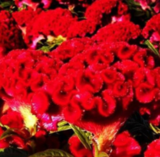 9" Celosia - Twisted Red Currant