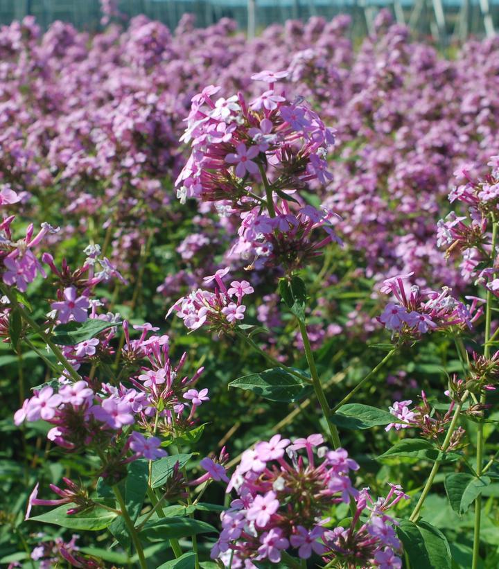 2G Phlox Paniculata 'Jeana' - Garden Phlox - 1005530
