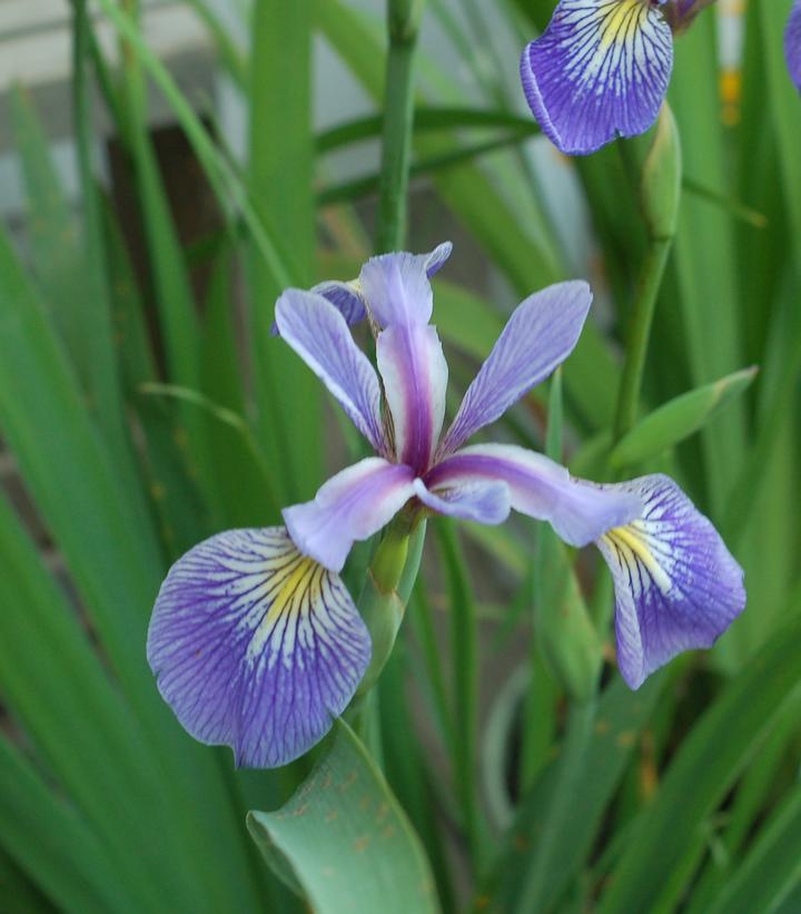 1G IRIS VERSICOLOR Blue Flag Iris 1000386