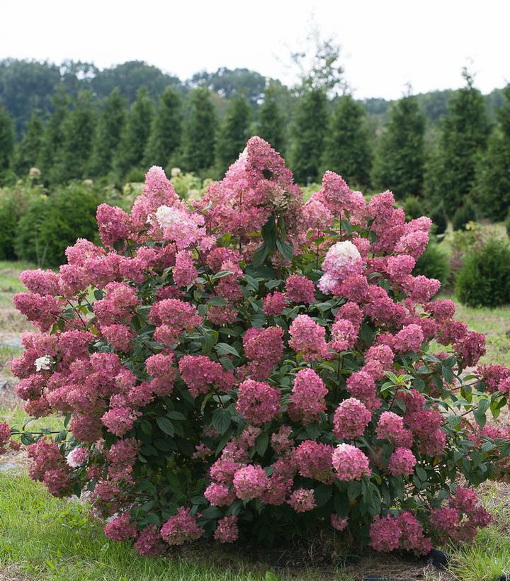 10G Hydrangea Paniculata - Fire Light Standard TreeForm- 44124-1328