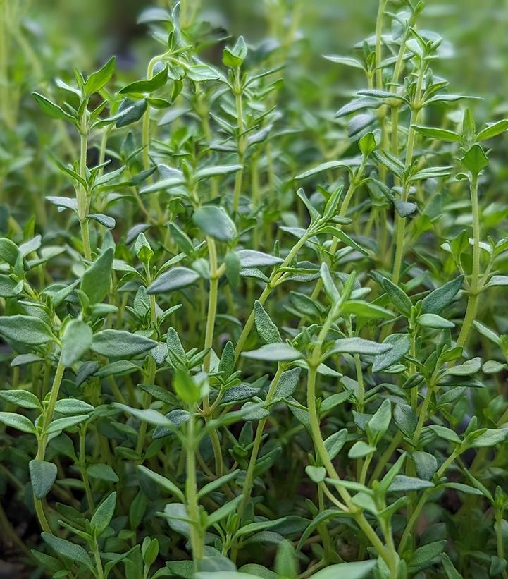 1G Thymus Vulgaris - English Thyme - 1001310