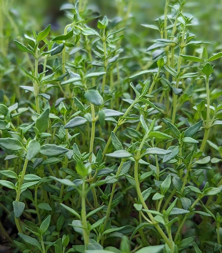 1G Thymus Vulgaris - English Thyme - 1001310