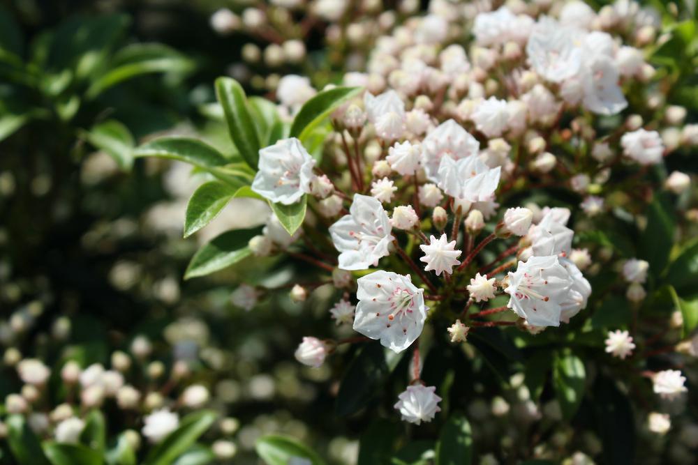 3G Kalmia lat. 'Elf' Elf Mountain Laurel