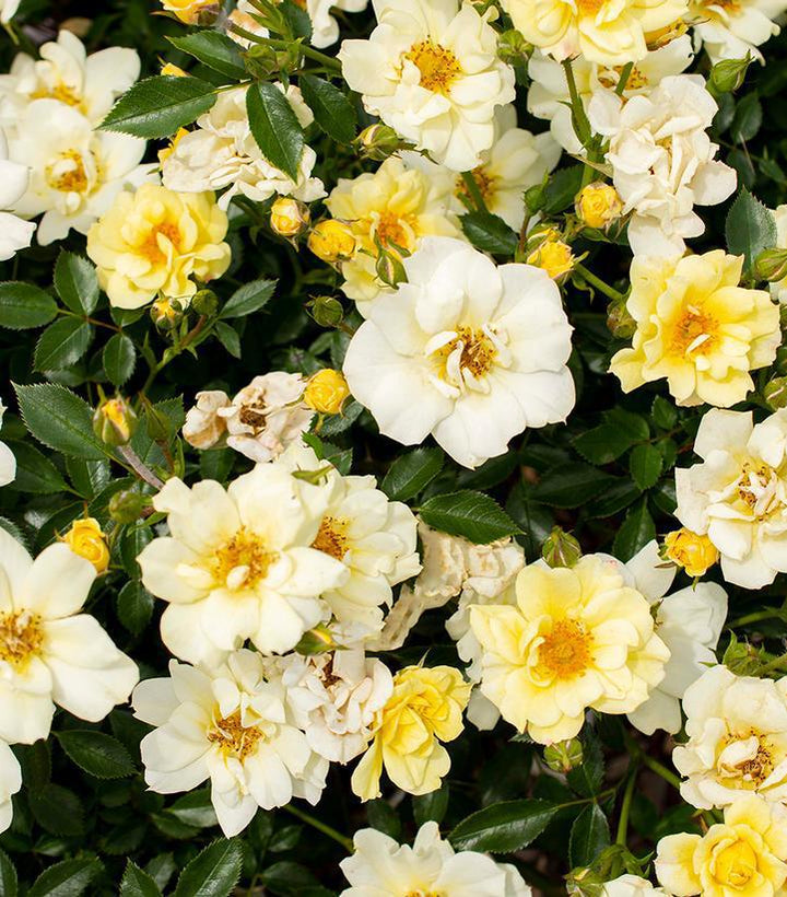 3G Lemon Drift Rose Bush - Pale Yellow - 2720