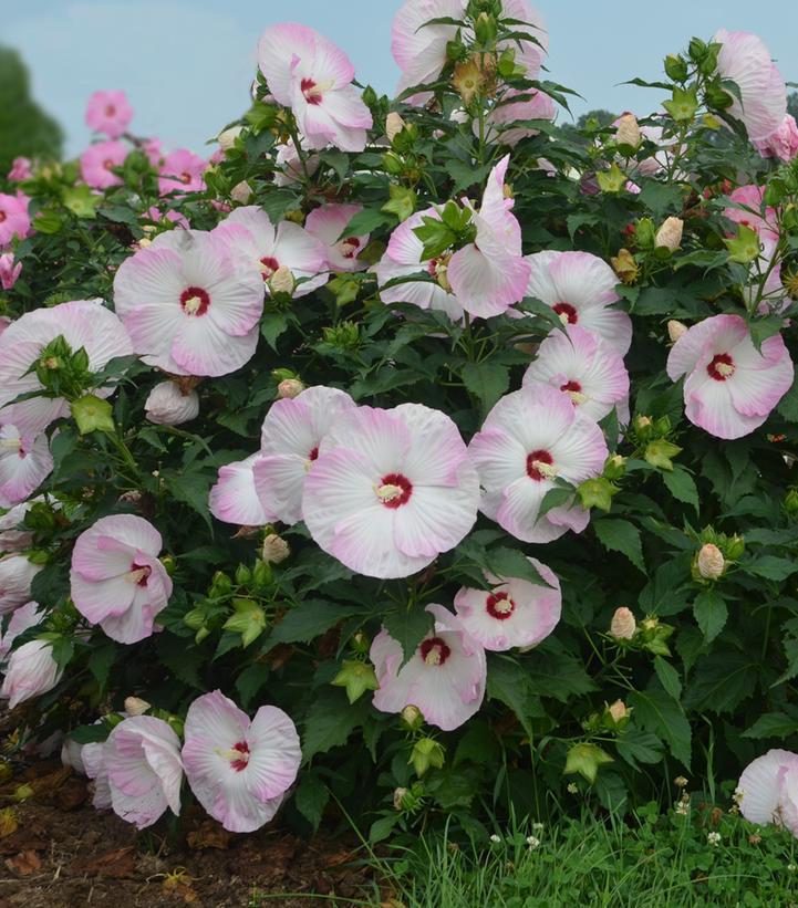 3G PW Hibiscus Summerific 'Ballet Slippers' - Rose Mallow - 1009469