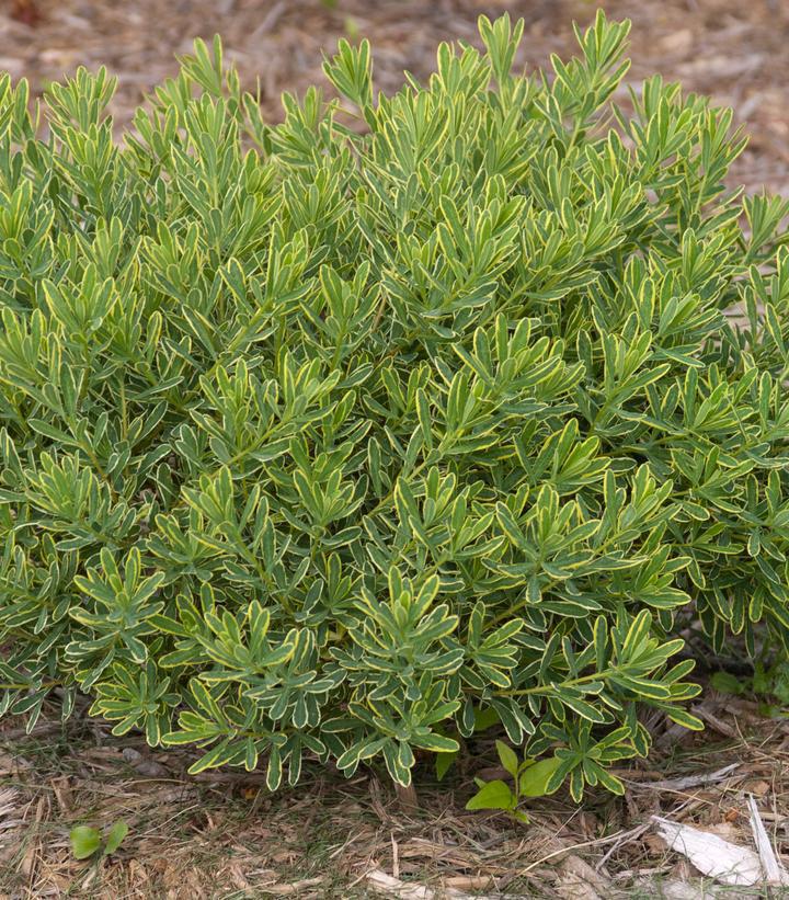 7G Daphne X burkwoodii 'Carol Mackie' Carol Mackie Daphne 1006993