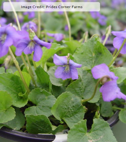 1G Viola Sororia - Common Blue Violet - 1012162