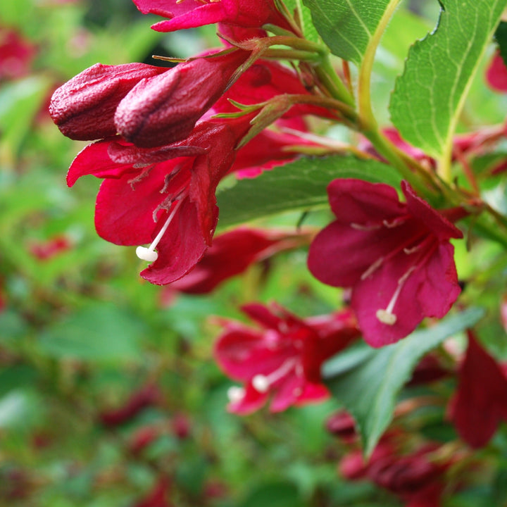 Maroon Swoon® Weigela