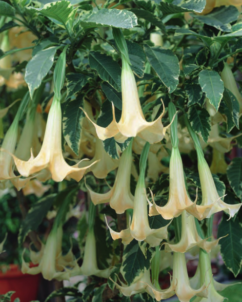 Netherland Bulb Company - Brugmansia Angel's Halo 1CT - 1695104312