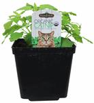 4.33" Herb Catnip - H0818