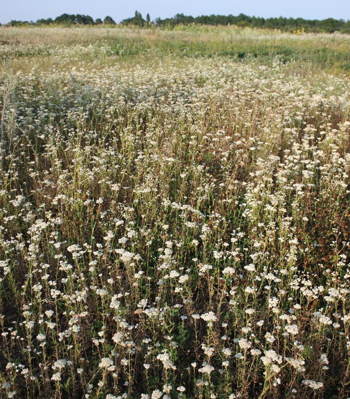 1G Achillea Millefolium - Yarrow - 1021602