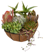 12" HB Succulent Garden Coco Fiber Basket - C4573