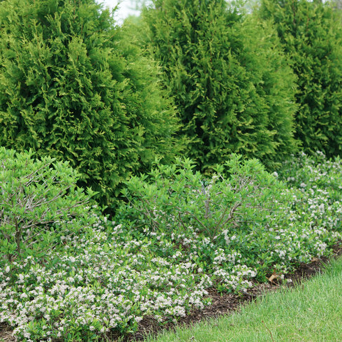 2G Aronia Melanocarpa 'Ground Hug' - Chokeberry - 1015494
